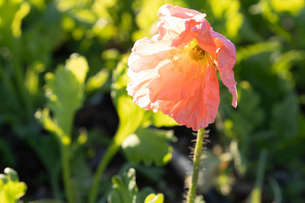 First of the Spring Poppies at Stone Hollow Farmstead