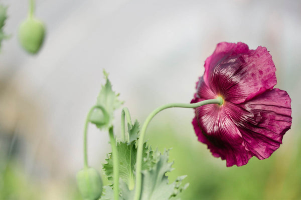 Spring Poppies at Stone Hollow Farmstead