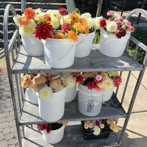 Week Two | Sweet Surprises and Farm Updates 🌿