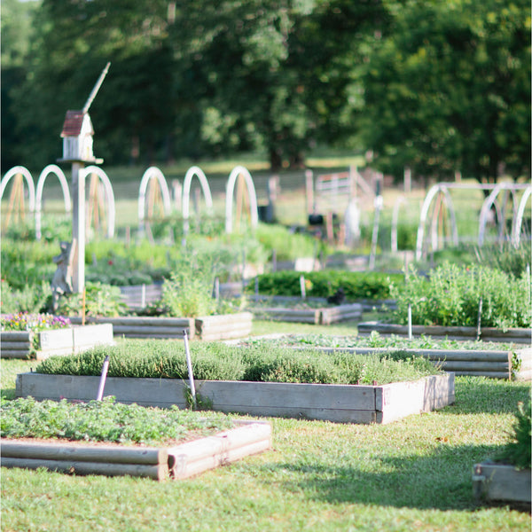 Week Five | Thriving Dahlias and Fresh Harvests