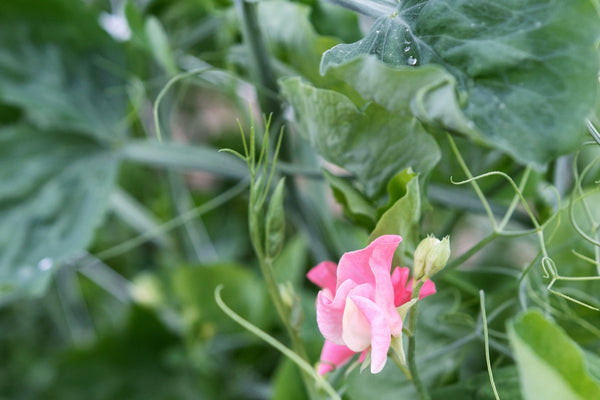 Week Two | Spring Greens, Rooted Veggies & a Farm in Bloom