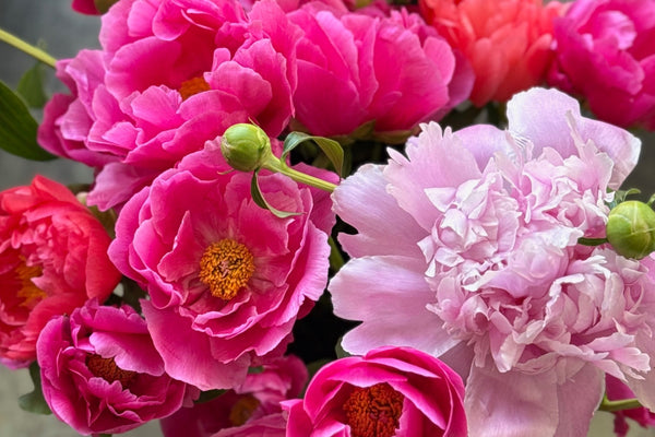 Week Five | Spring at Full Speed: Dahlia Cuttings, Peonies + a Box of Green Goodness