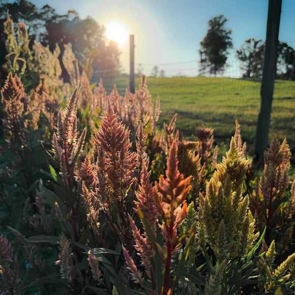 Week Six | Blueberry Harvest and Holiday Preparations