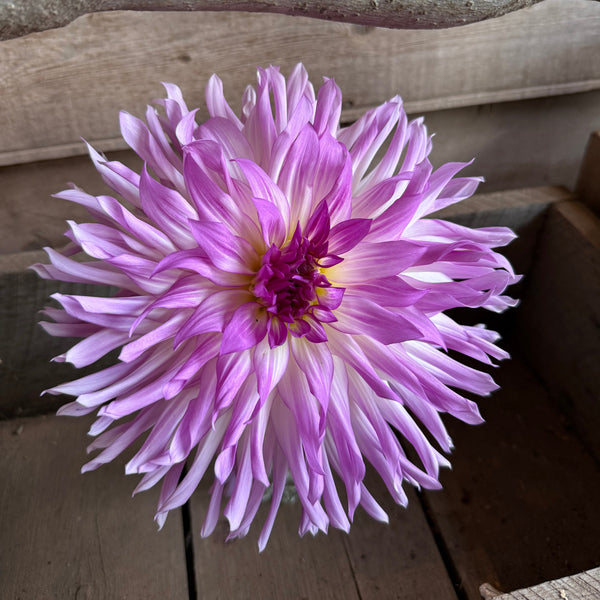 'Mingus Randy' | ROOTED CUTTING | Shipping March - April 2026