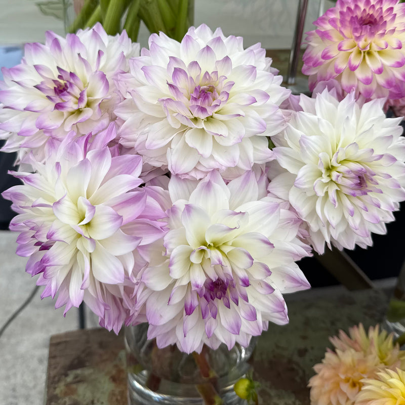 'Hapet Blue Eyes' | Dahlia Tuber | Shipping March - April 2026 - Stone Hollow Farmstead