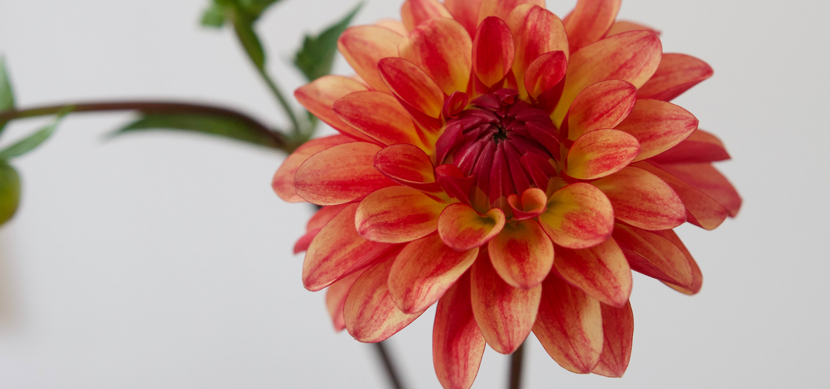 2025 Dahlia cuttings
