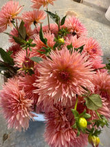 'Brookside Cheri' | Dahlia Tuber | Shipping March - April 2026 - Stone Hollow Farmstead