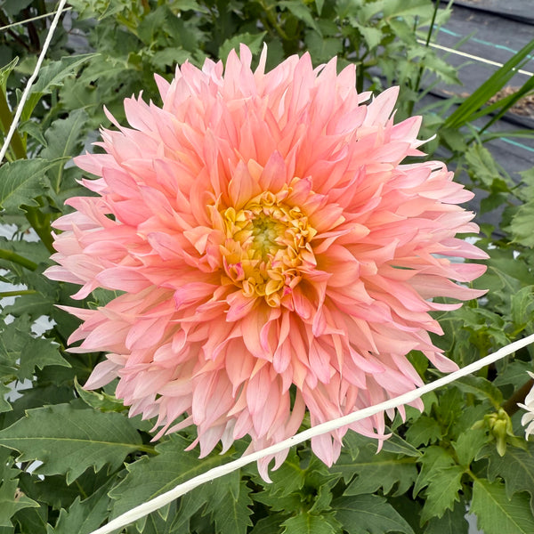 'Hapet Champagne' | Rooted Cutting | Shipping March - April 2026 - Stone Hollow Farmstead