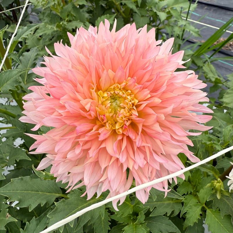 'Hapet Champagne' | Rooted Cutting | Shipping March - April 2026