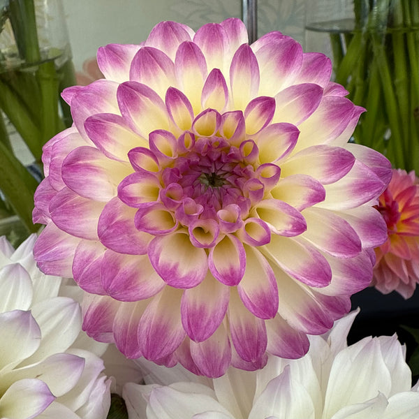 'Formby Art' | Dahlia Tuber | Shipping March - April 2026 - Stone Hollow Farmstead