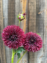 'Manor Jayne' | Dahlia Rooted Cutting