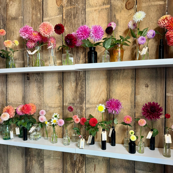 COMING SOON DAHLIA DAY 2025 TICKETS - Stone Hollow Farmstead
