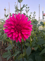 'Bloomquist Pinwheel' | Dahlia Tuber | Shipping March - April 2025