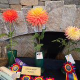 'AC Ben' | Dahlia Tuber | Shipping March - April 2026 - Stone Hollow Farmstead
