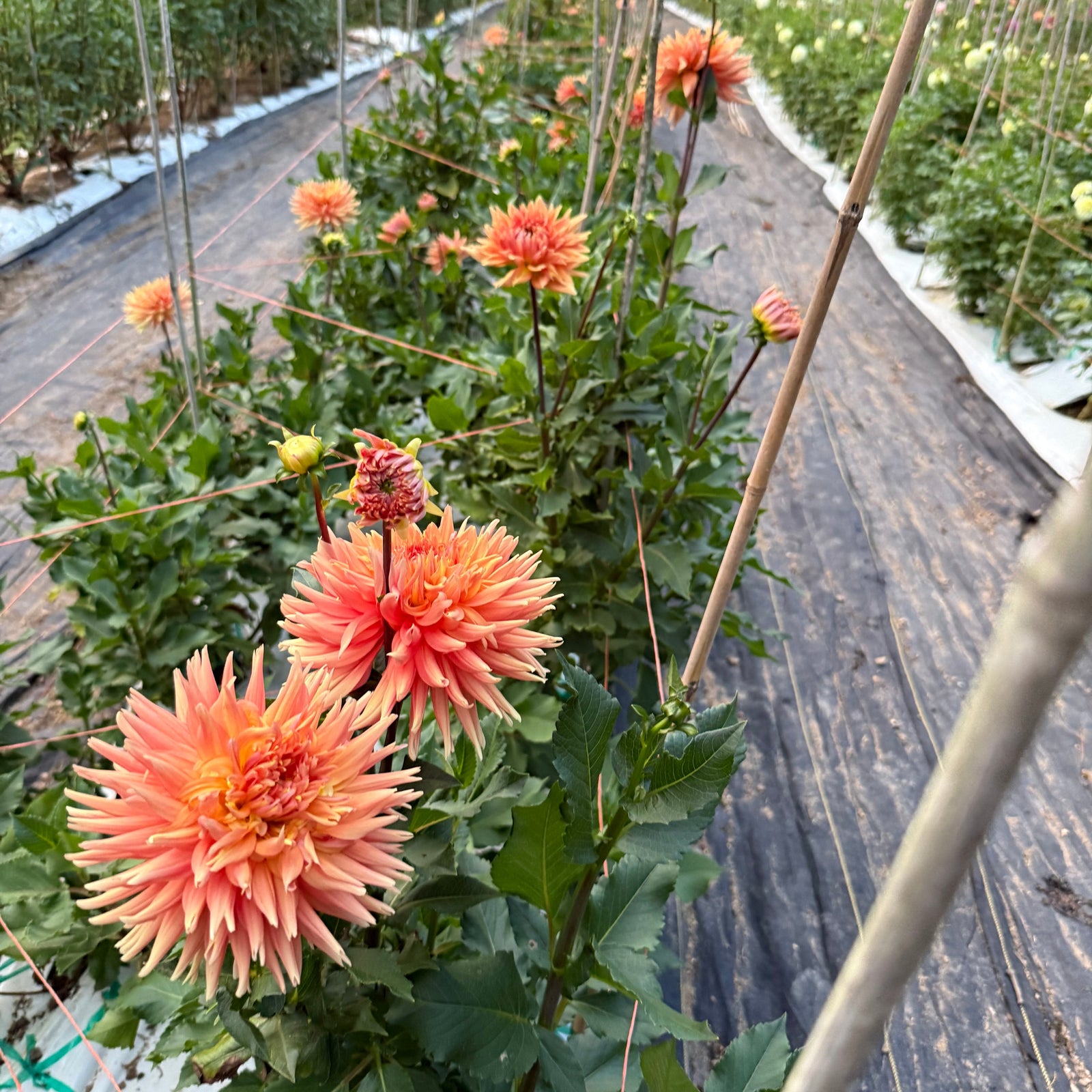 AC Ben Dahlia | Giant Orange & Yellow Semi-Cactus | Award-Winning