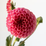 'Snoho Doris' Tuber | Shipping March - April 2026 - Stone Hollow Farmstead