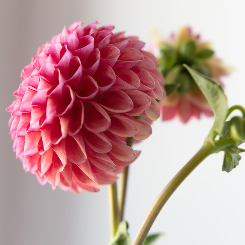 'Snoho Doris' Tuber | Shipping March - April 2026 - Stone Hollow Farmstead