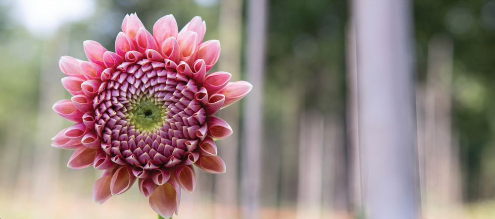 Close up of blooming Dahlia