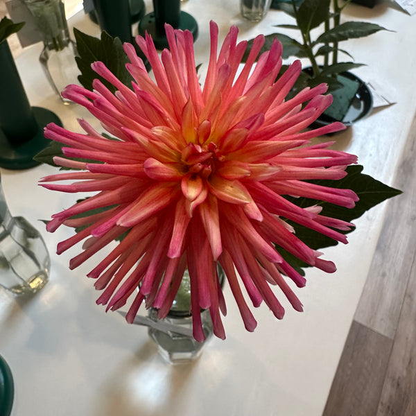 'Bloomquist Bethany' | Rooted Cutting | Shipping March - April 2025 - Stone Hollow Farmstead