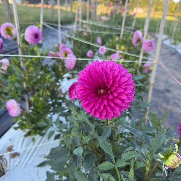 Bloomquist_Pinwheel
