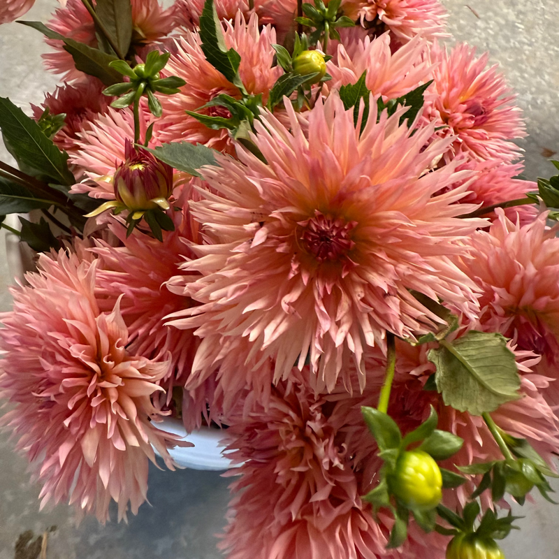 'Brookside Cheri' | Rooted Cutting | Shipping March - April 2026 - Stone Hollow Farmstead
