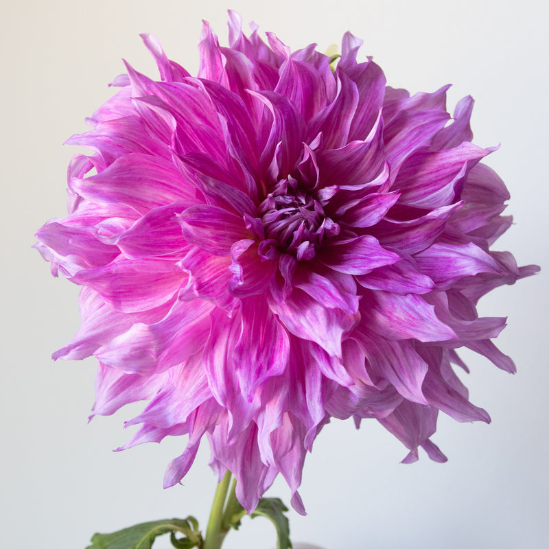 dahlia2 静床31DB Pennsgift' | Dahlia Tuber | Shipping March - April 2026