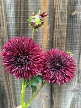 'Manor Jayne' | Dahlia Rooted Cutting