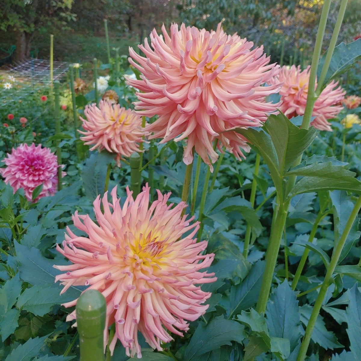 Camano Sitka Dahlia Tuber – Stone Hollow Farmstead