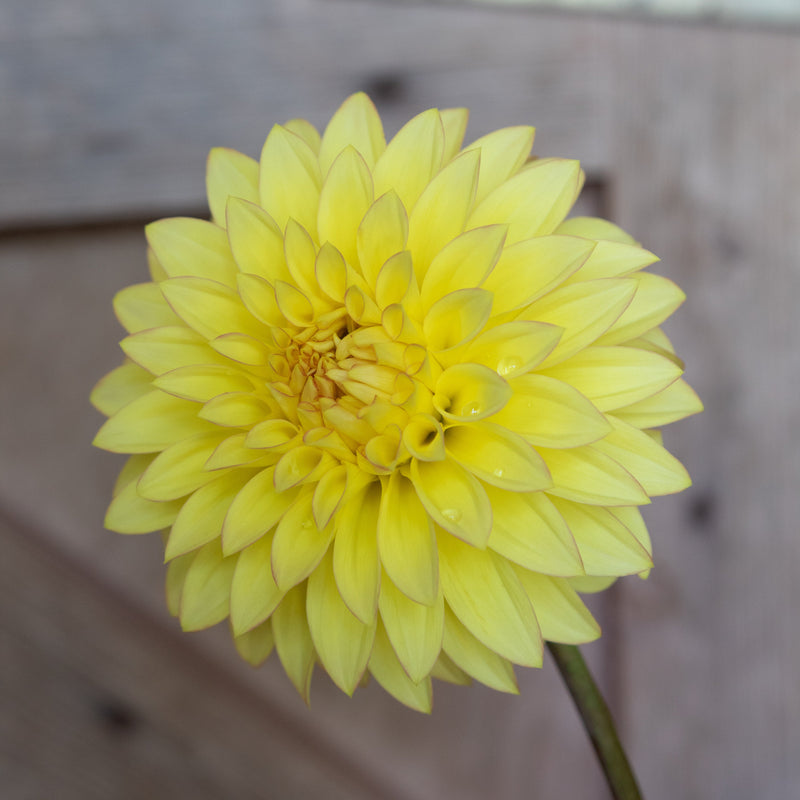 'Camano Pet' | Dahlia Tuber | Shipping March - April 2026