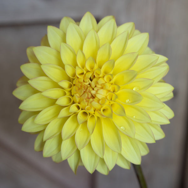 'Camano Pet' | Rooted Cutting | Shipping March - April 2025