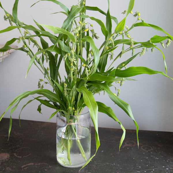 Glass vase with Job's Tears on a dark surface against a light background