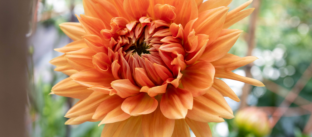 Close up of orange Dahlia