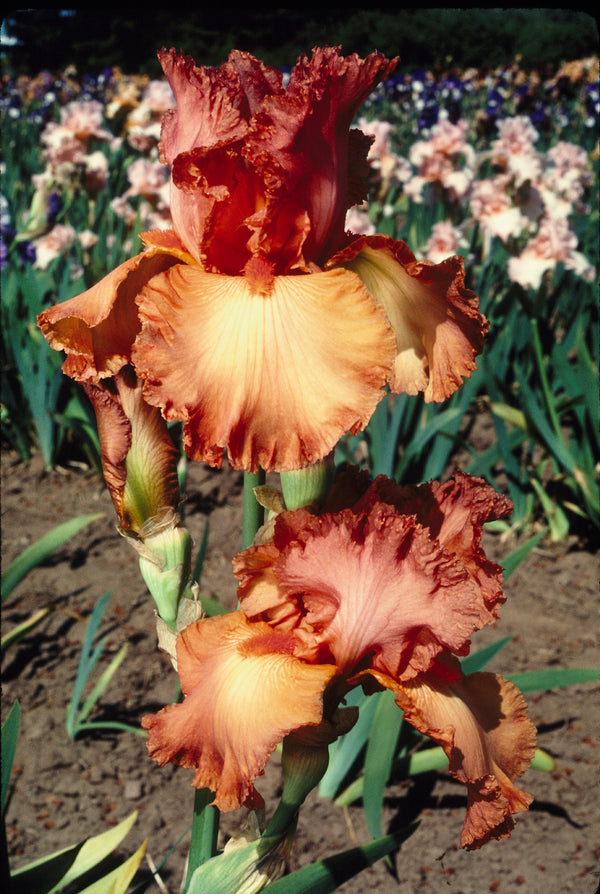 'Copper Classic' Bearded Iris - Stone Hollow Farmstead