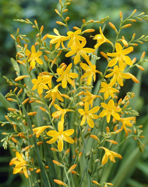 'George Davidson' Crocosmia - Stone Hollow Farmstead