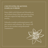 The Dahlia Club Membership - Stone Hollow Farmstead
