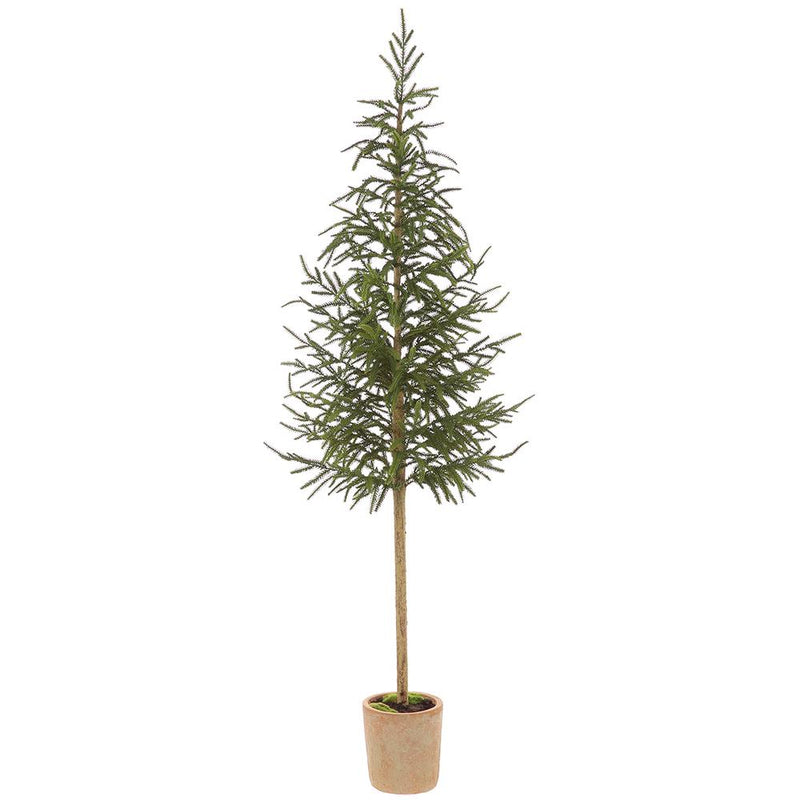 Cypress Topiary Tree in Pot, 57" - Stone Hollow Farmstead