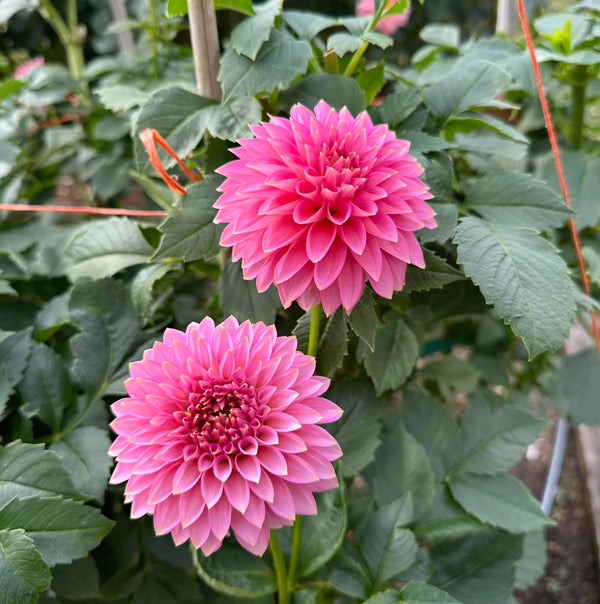 Dahlia Mania Farm Experience | May 25 - Stone Hollow Farmstead