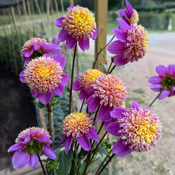 'Bloomquist Ginnie' | Rooted Cutting | Shipping March - April 2026