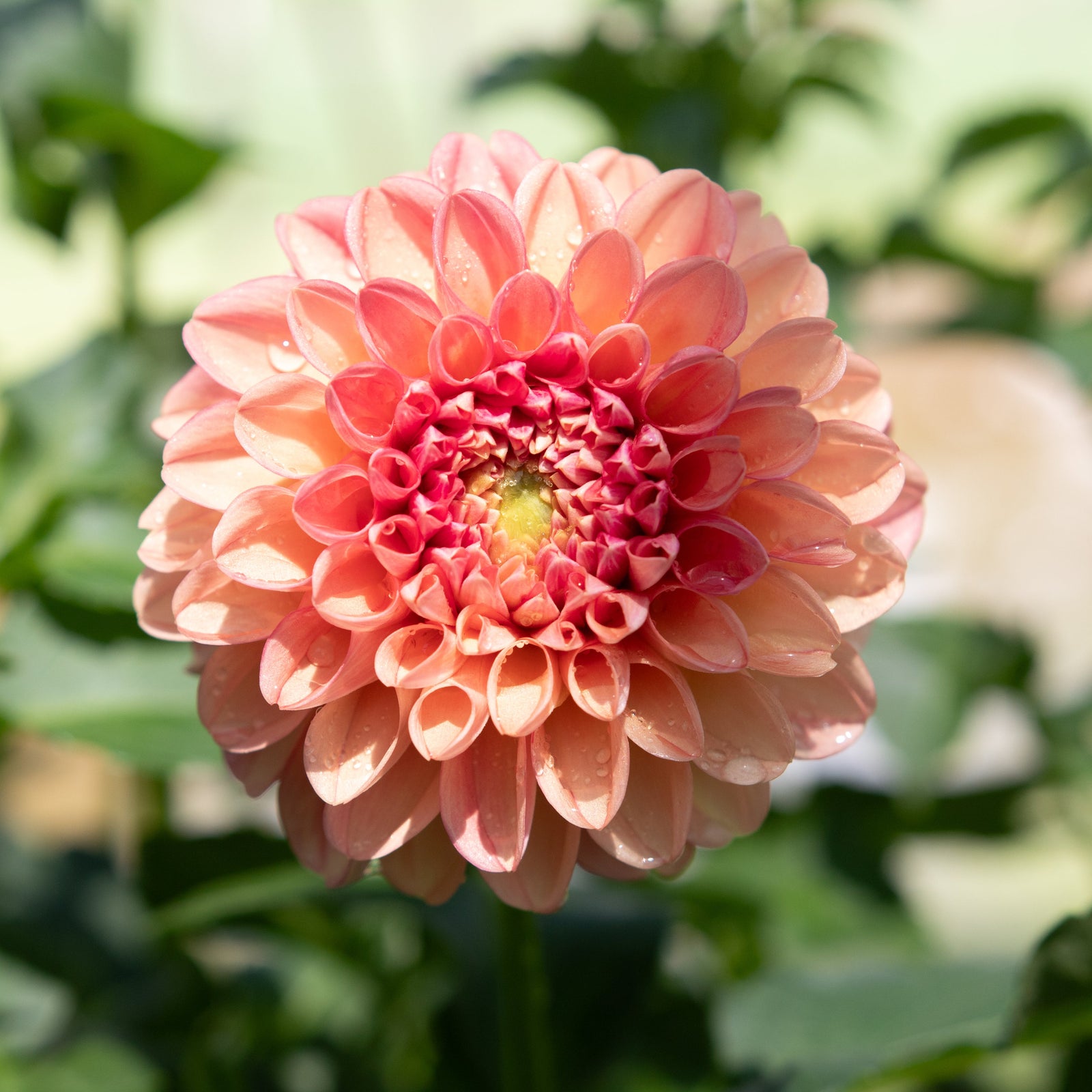 小物 dahlia dahlia The Weekly Dahlia Subscription – Stone Hollow Farmstead