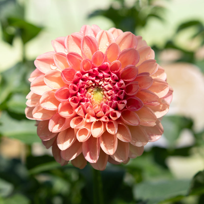 dahlia succulent The Weekly Dahlia Subscription – Stone Hollow Farmstead