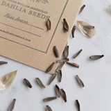 Dahlia Seeds - Stone Hollow Farmstead