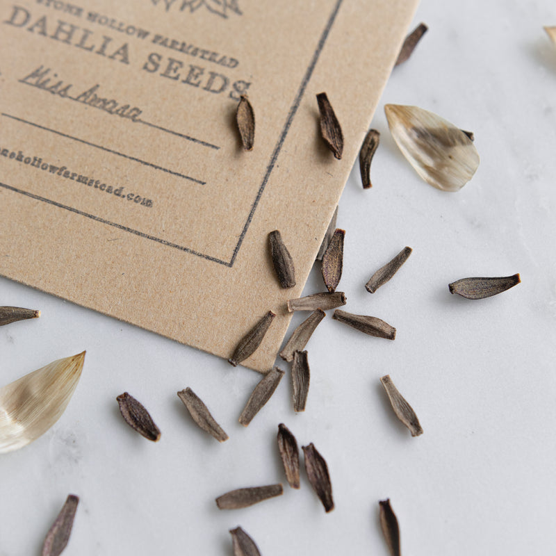 dahlias from seeds Dahlia Seeds | Shipping March