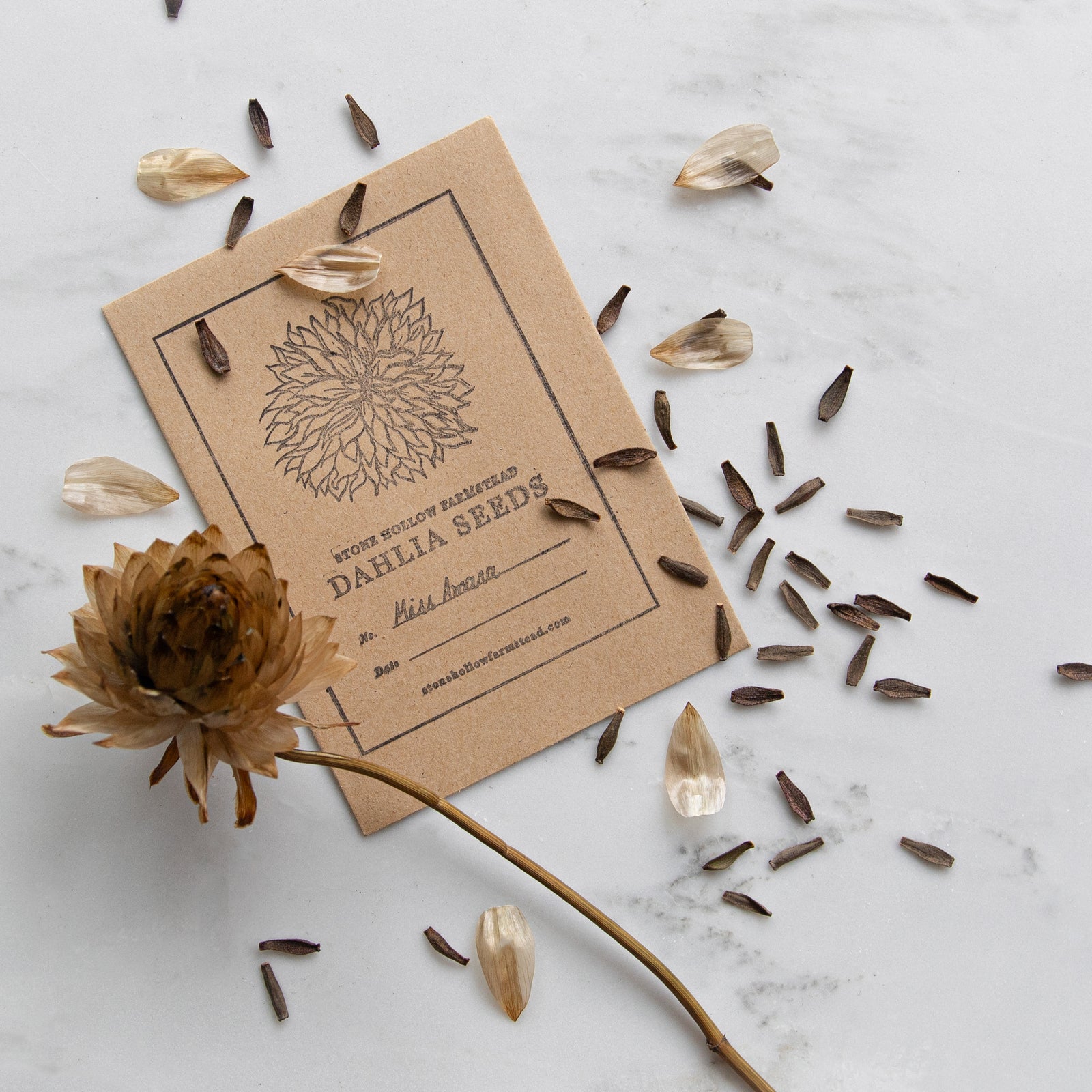 dahlia seeds bulk Dahlia Seeds | Shipping March