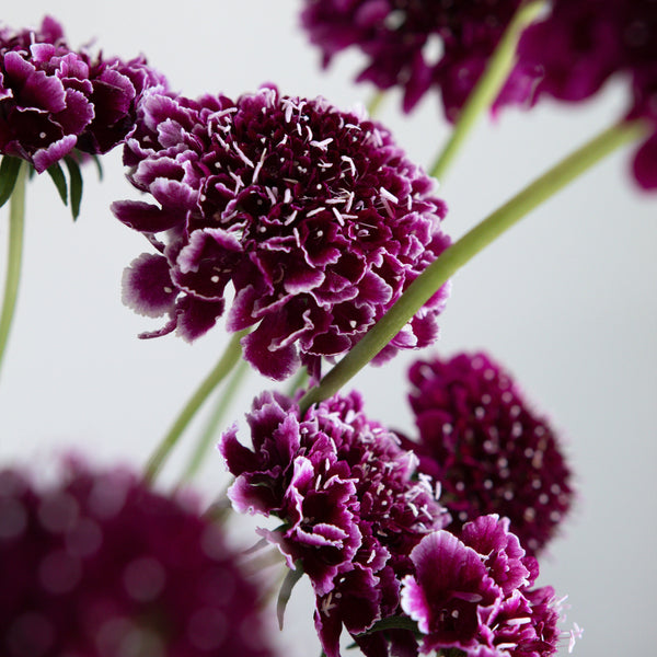 Close-up of purple flowers with a blurred background