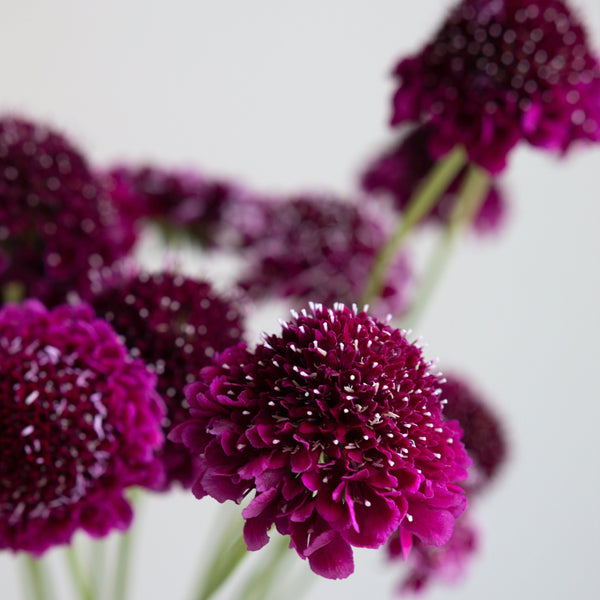 Scabiosa | Fresh Flowers - Stone Hollow Farmstead