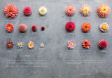 Floret Farm's Discovering Dahlias Stone Hollow Farmstead