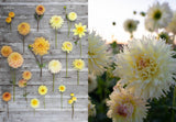 Floret Farm's Discovering Dahlias Stone Hollow Farmstead