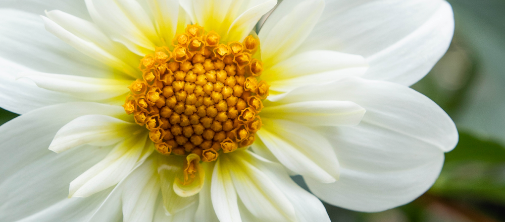 Flower close up