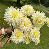 'Frozen' | Dahlia Tuber | Shipping March - April 2025