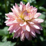 'Gerrie Hoek' | Dahlia Tuber | Shipping March - April 2025 - Stone Hollow Farmstead